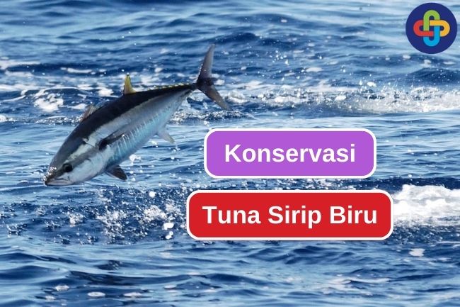 Konservasi Tuna Sirip Biru: Ancaman dan Mitigasi